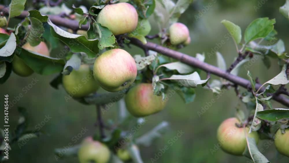 Green apples on the branch. Apples On The Tree. Green apples on the branch. Apples On The Tree.