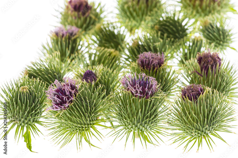 Greater Burdock (Arctium lappa) plant on white background Greater Burdock (Arctium lappa) plant on white background
