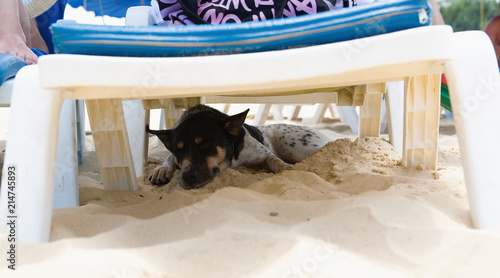 Quadro su tela Tired dog is sleeping under a chaise longue.