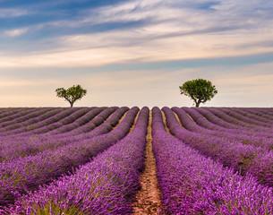 Gartenposter Lavendelblüten Dämmerung in einem Lavendelfeld in Valensole in der Provence, Frankreich  © FredP