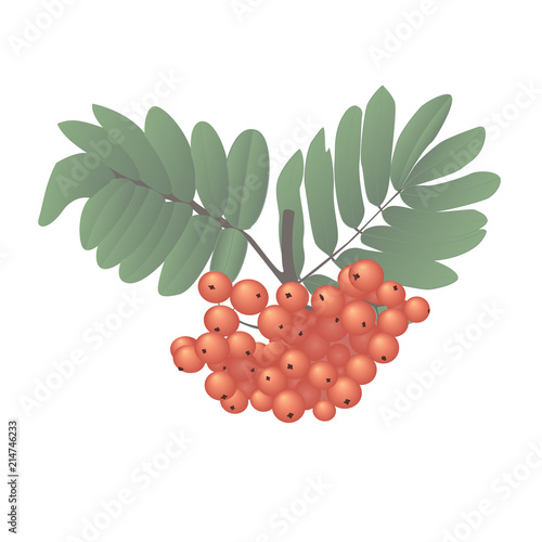 Vector Rowan Colorful Illustration Isolated on white Background.