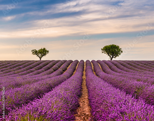 Crépuscule dans un Champ de lavande à Valensole en Provence, France