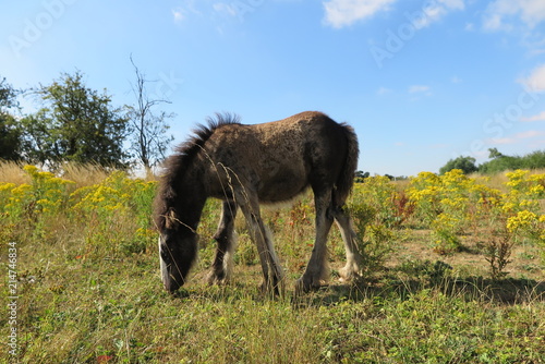 Horse in a field