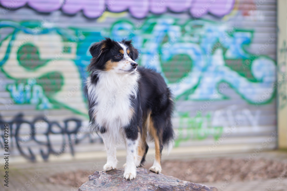 Nala the Miniature Australian Shepherd, Urban Dog, Graffiti