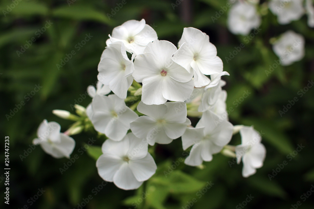 Blossoming snow white phlox in summer garden. Close-up. Blossoming snow white phlox in summer garden. Close-up.