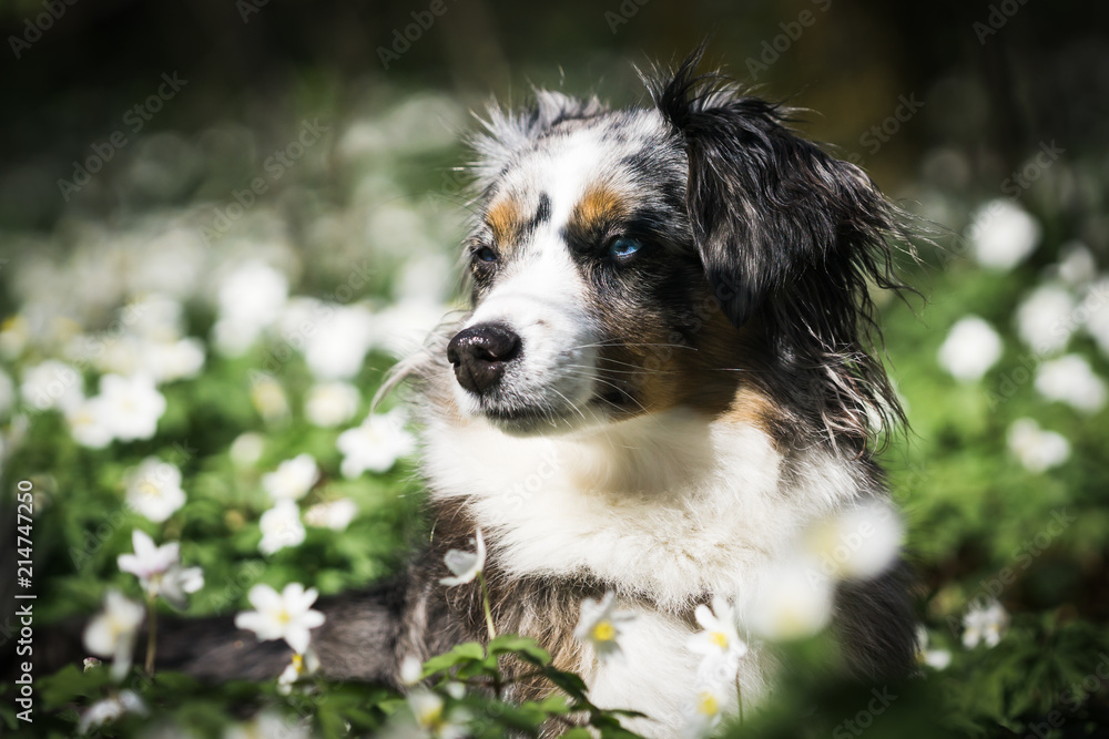 Mili the Miniature Australian Shepherd, on a flowery meadow