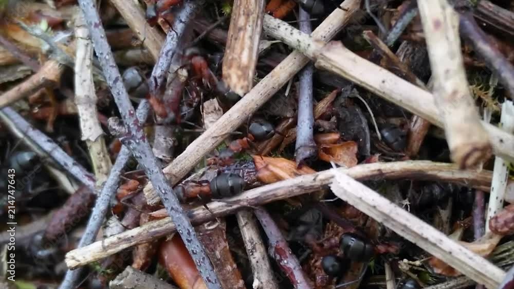 Anthill with red ants in forest Anthill with red ants in forest