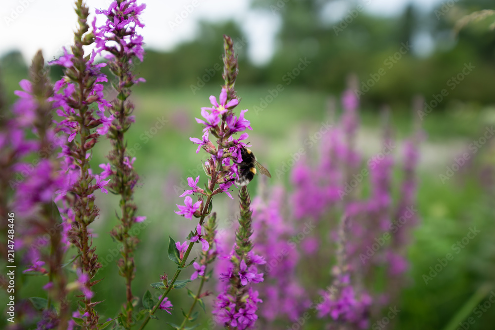 pollination of purple flowers by bumblebee during summer in the countryside of france pollination of purple flowers by bumblebee during summer in the countryside of france