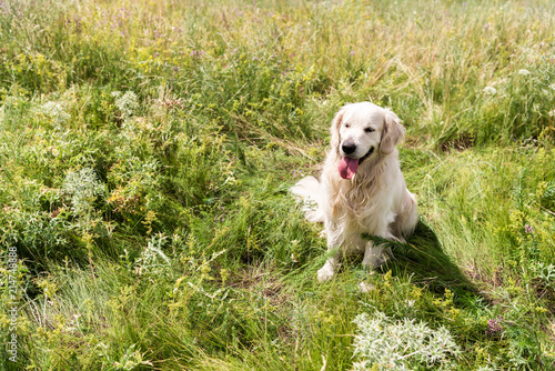 golden retriever dog sitting on green grass in field
