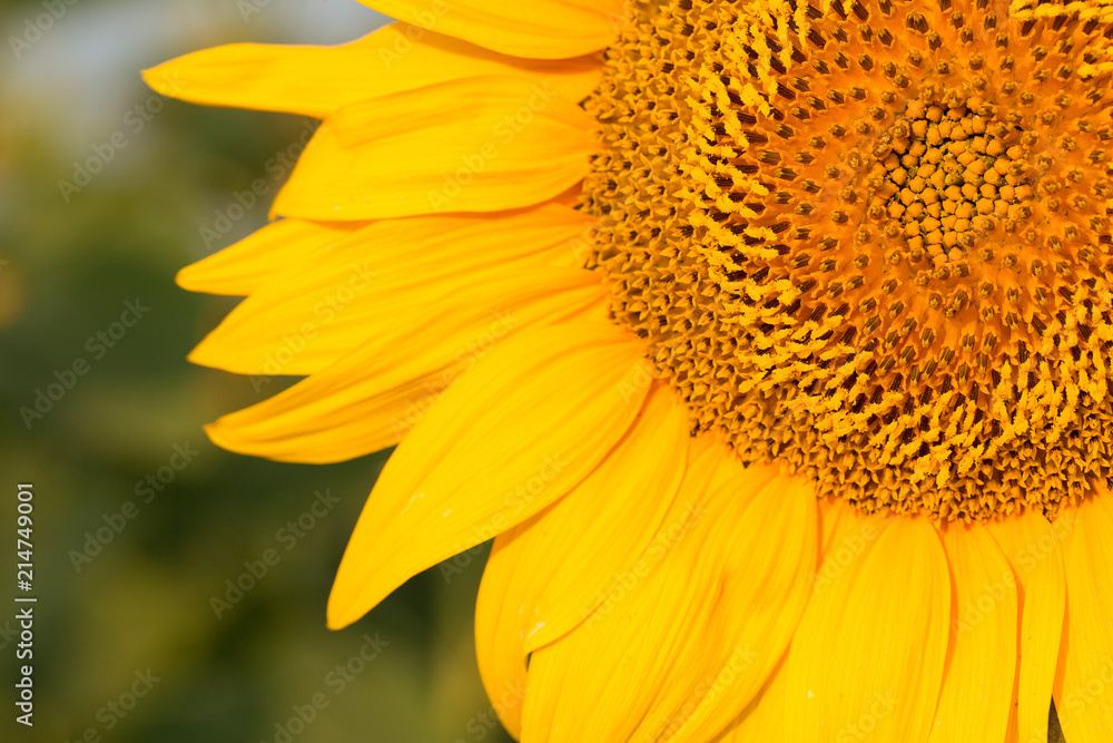 Golden summer sunflower in the sun Golden summer sunflower in the sun