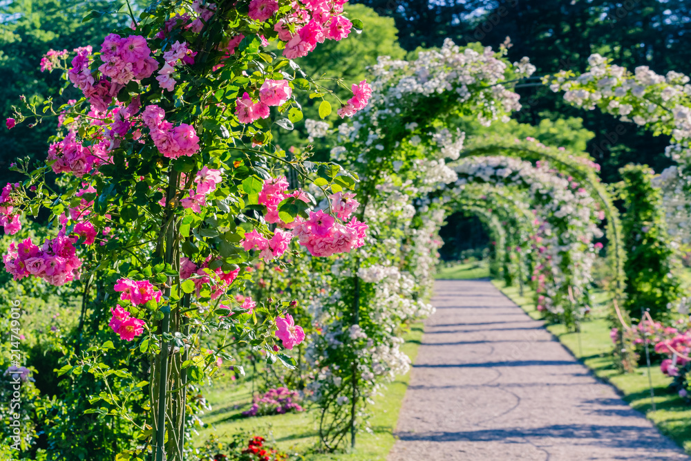 Pink and white roses arch in Rose Garden, Rosenneuheitengarten on Beutig, Schwarzwald, Baden-Baden, Baden-Wurttemberg, Germany