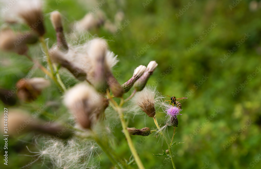 wasp pollinating pink thistle flower in the field during summer wasp pollinating pink thistle flower in the field during summer