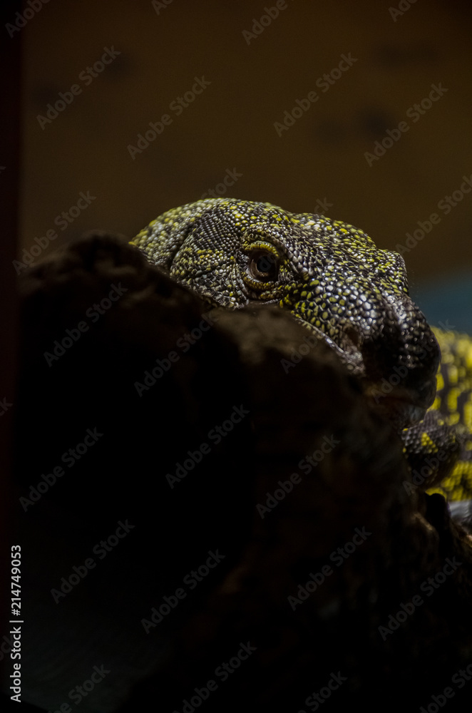Fototapeta premium Lizard