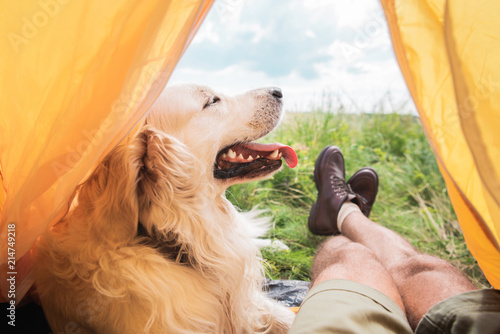 Fototapeta Naklejka Na Ścianę i Meble -  partial view of tourist in tent with golden retriever dog on meadow