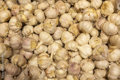 Garlic background texture