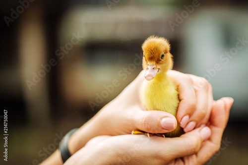 little yellow duckling in the palms of a girl