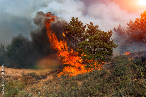 Forest fire. Burned trees after wildfire, pollution and a lot of smoke © yelantsevv