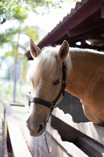 Portrait of a horse in a wooden barn gate