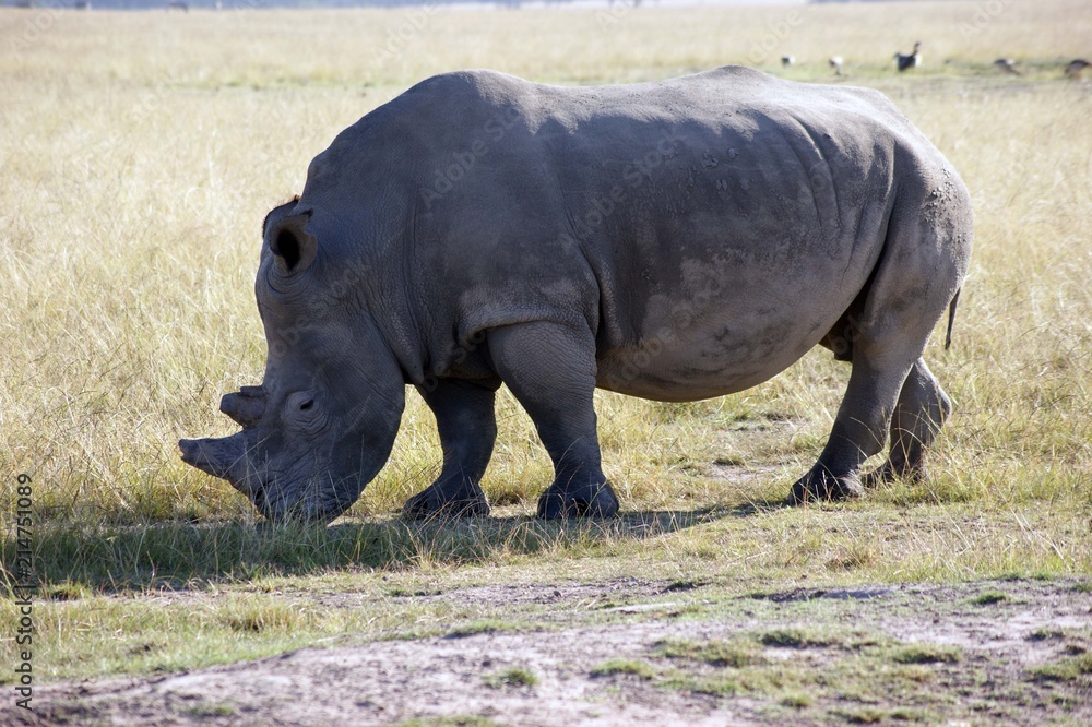 Obraz premium Afrika Garden Route