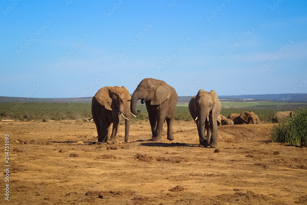 Fototapeta premium Elephant Tribe