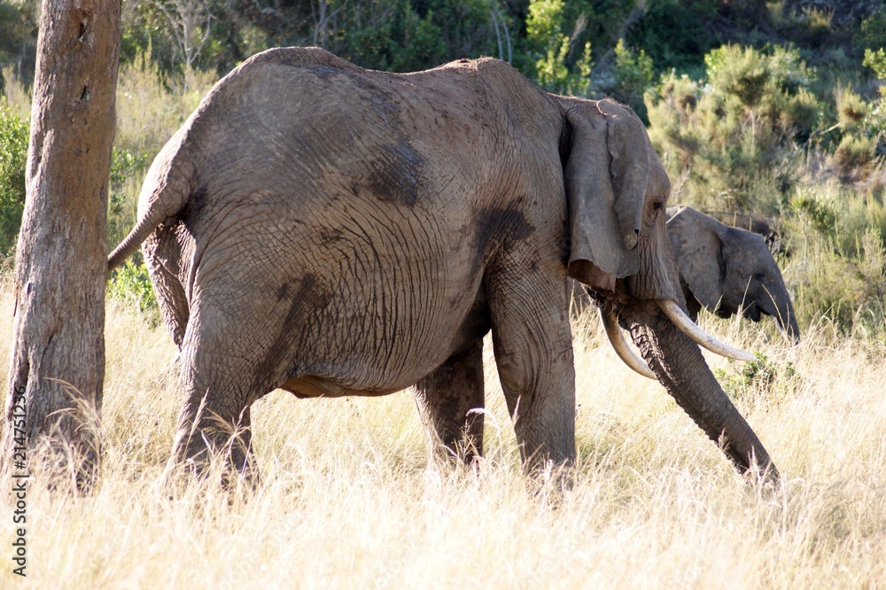 Fototapeta premium Afrika Garden Route