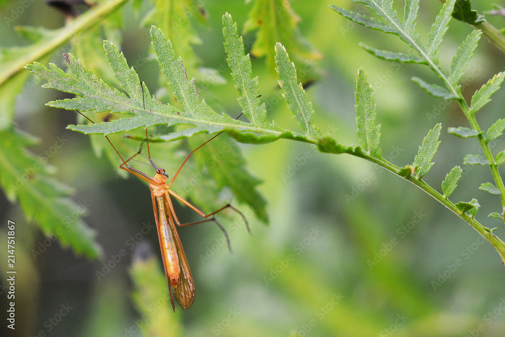 apterobittacus apterus bug apterobittacus apterus bug