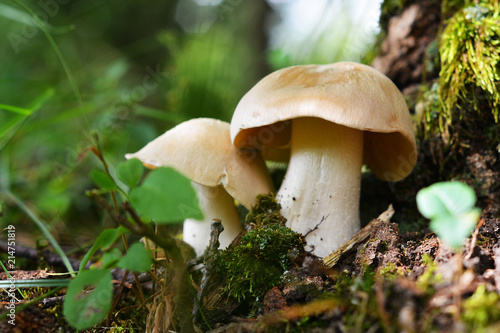 Entoloma sinuatum mushroom