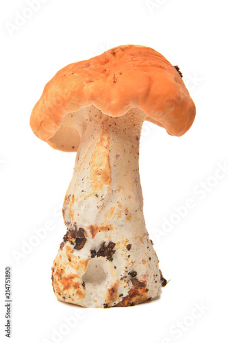 Hydnum repandum mushroom photo
