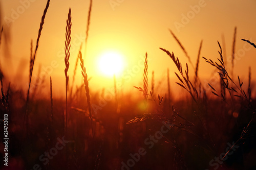 Sunset in the field, beautiful bright color.