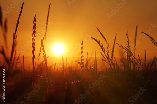 Sunset in the field, beautiful bright color. © andreysha74