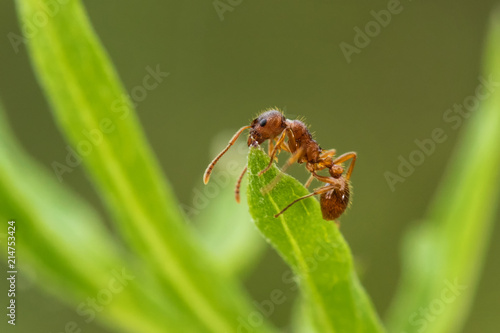 Red ant