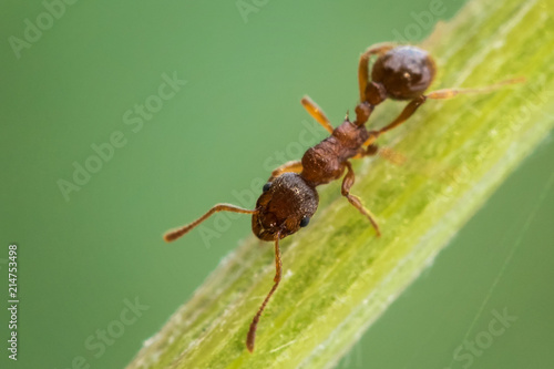 Red ant