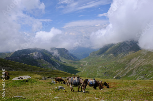 Rumunia, Góry Bucegi - stado osłów na szczycie Omul z widokiem na zieloną dolinę