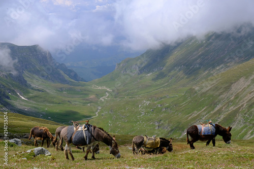 Rumunia, Góry Bucegi - stado osłów na szczycie Omul z widokiem na zieloną dolinę