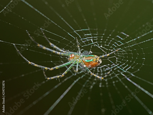Macro Photo of Colorful Spider on Web Isolated on Blurry Background