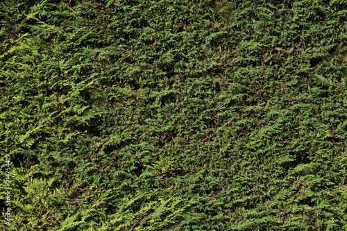 green vegetation texture concept: close up on an hedge