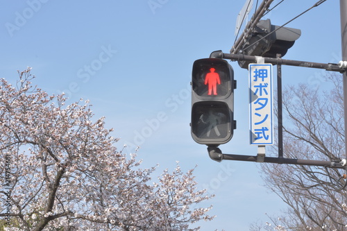 桜と信号