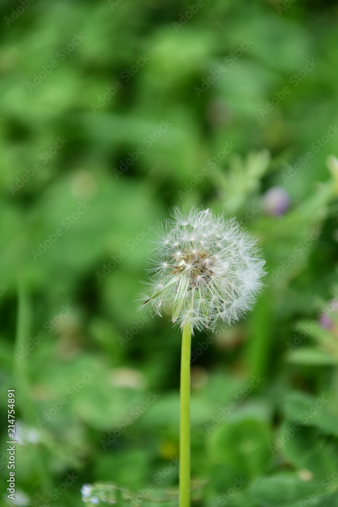 たんぽぽの綿毛（縦）