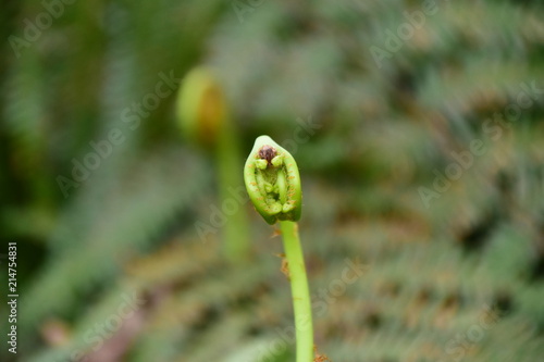 顔みたいな植物