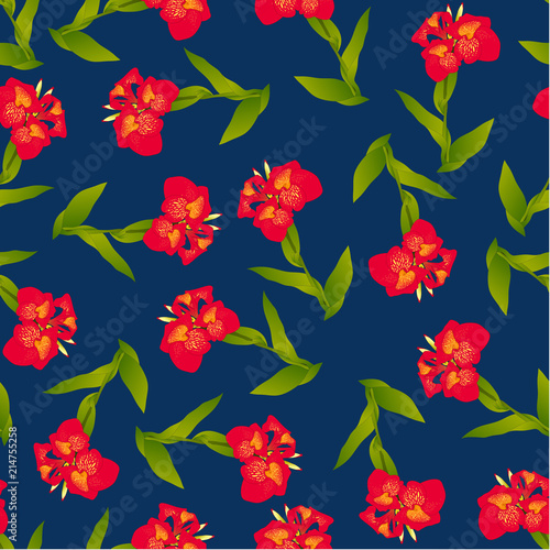 Red Canna lily on Indigo Bl...