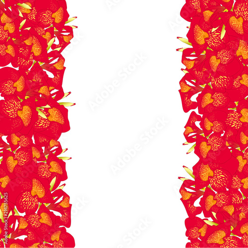Red Canna lily Border