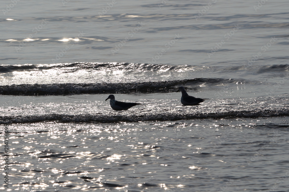 Fototapeta premium 海 鳥