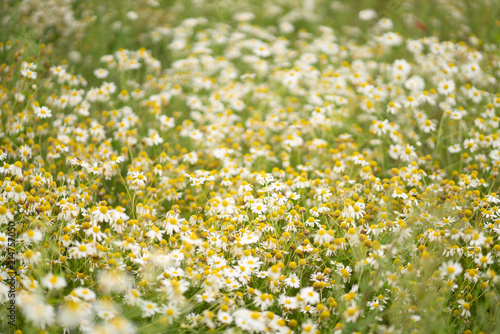 field of daisies © goldeneden