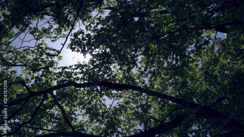 Sunshine through leaves of trees. Sunshine through leaves of trees.