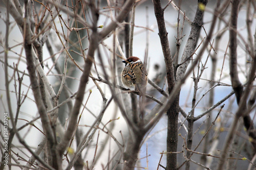 Birds sparrow