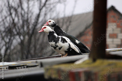 Birds duck