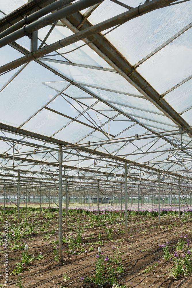 A greenhouse for growing stocks