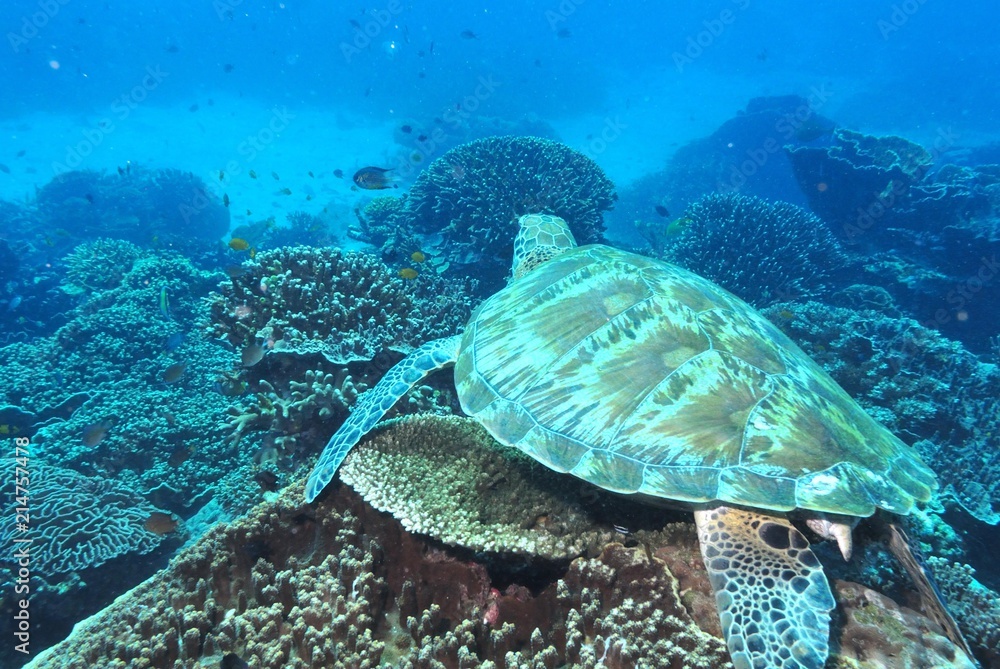 Fototapeta premium Sea turtle, Komodo National Park,Indonesia