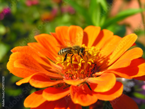closeup of working bee on the zinnia flower in sunny day