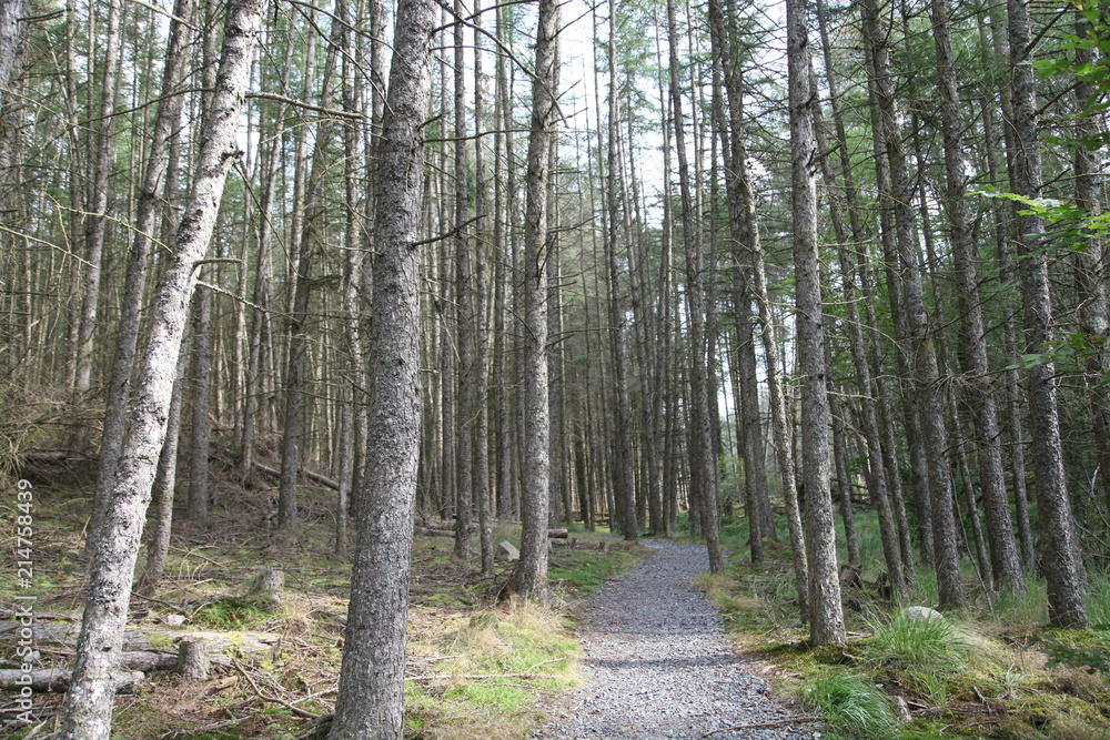 Forest with Footpath Forest with Footpath